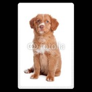 Etui carte bancaire Chiot Retriever 600