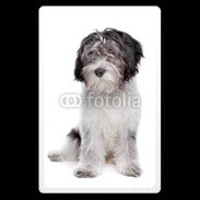 Etui carte bancaire Schapendoes Dutch Sheepdog