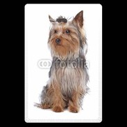 Etui carte bancaire Yorkshire Terrier 16