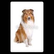 Etui carte bancaire Chien Colley 500