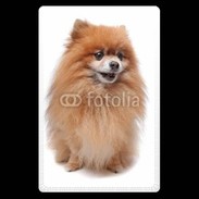 Etui carte bancaire Keeshond 500