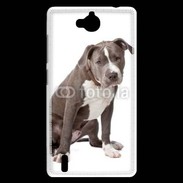 Coque Huawei Ascend G740 American staffordshire bull terrier