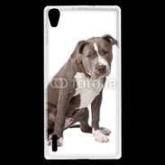 Coque Huawei Ascend P7 American staffordshire bull terrier