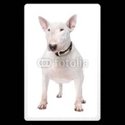 Etui carte bancaire Bull Terrier blanc 600