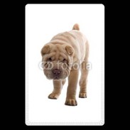 Etui carte bancaire Shar Pei puppy 600