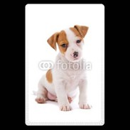 Etui carte bancaire Jack russel terrier puppy 800