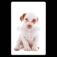 Etui carte bancaire Jack russel terrier puppy 810