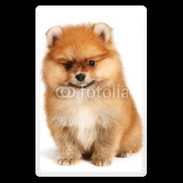 Etui carte bancaire Spitz Dog 800