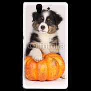 Coque Sony Xperia Z Chiot Berger Australien 25