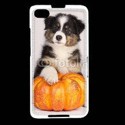 Coque Blackberry Z30 Chiot Berger Australien 25