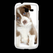 Coque Samsung Galaxy Fresh Chiot Colley marron et blanc