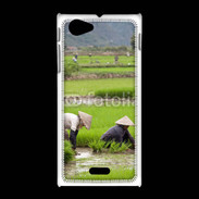 Coque Sony Xpéria J Rizière au Vietnam