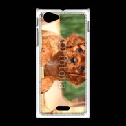 Coque Sony Xpéria J Chiot King Charles 2