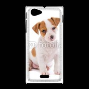 Coque Sony Xpéria J Jack russel terrier puppy 800
