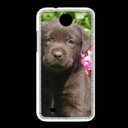 Coque HTC Desire 300 Chien labrador chocolat 3