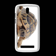 Coque HTC Desire 500 Tortue Hermann