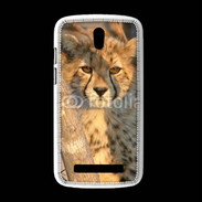 Coque HTC Desire 500 Jeune félin