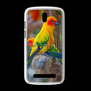 Coque HTC Desire 500 Aratinga Solstitialis