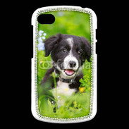 Coque Blackberry Q10 Chiot Border Collie 100