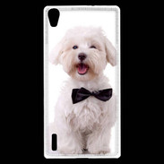 Coque Huawei Ascend P7 Bichon avec noeud papillon