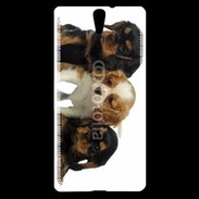 Coque Sony Xperia C5 Chiot King Charles