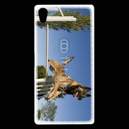 Coque Sony Xperia Z5 Premium Chien agility