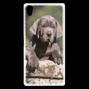 Coque Sony Xperia Z5 Premium Chiot dogue Allemand