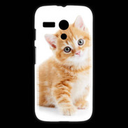 Coque Motorola G Chaton marron et blanc