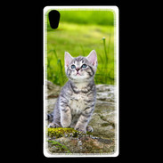 Coque Sony Xperia Z5 Premium Portrait d'un chaton gris