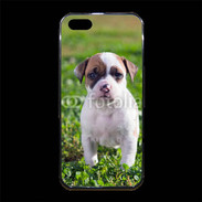 Coque iPhone 5/5S Premium Chiot American Staffordshire terrier 